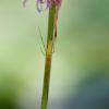 Tetragnatha sp.